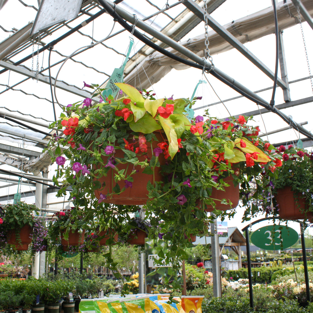 Al's Garden and Home 12 inch shade loving Hanging Baskets