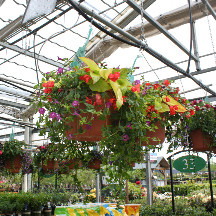 Al's Garden and Home 12 inch shade loving Hanging Baskets
