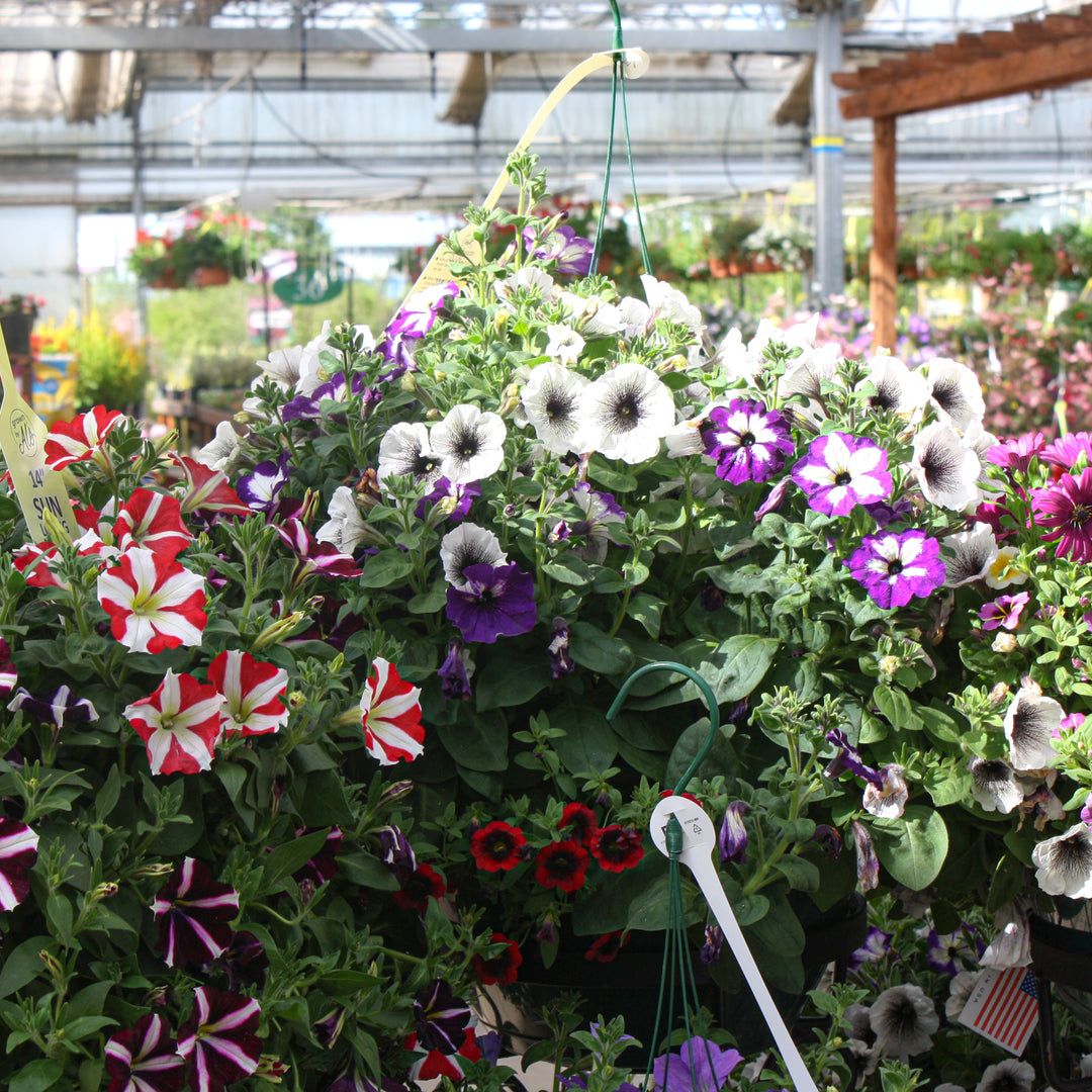 Al's Garden and Home 14 inch sun loving Hanging Basket