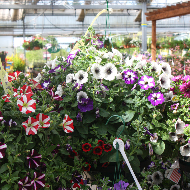Al's Garden and Home 14 inch sun loving Hanging Basket