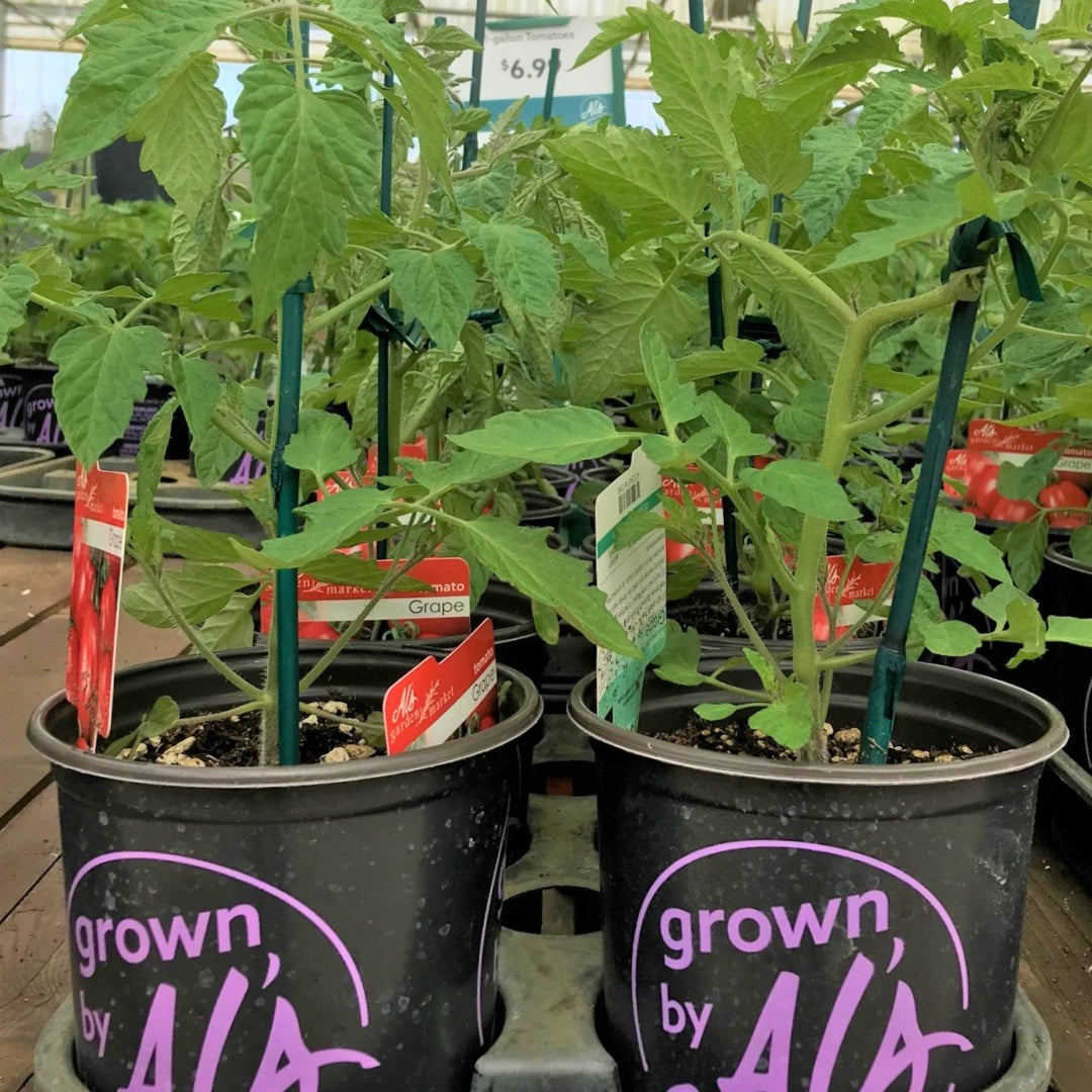 Al's Garden & Home 'Apple Yellow' Tomato (Solanum lycipersicum), 1 Gallon edible fruit annual