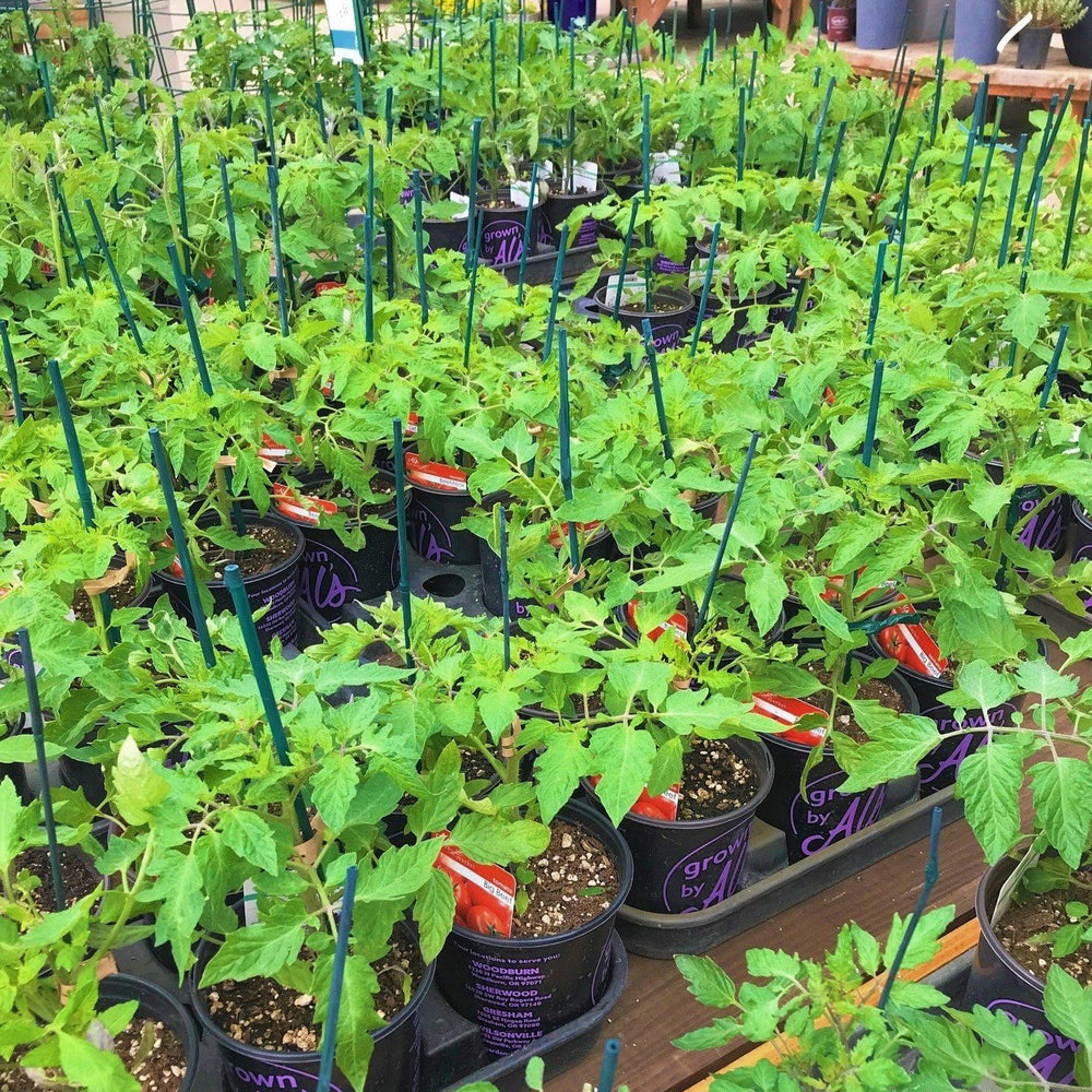 Al's Garden & Home 'Apple Yellow' Tomato (Solanum lycipersicum), 1 Gallon edible fruit annual