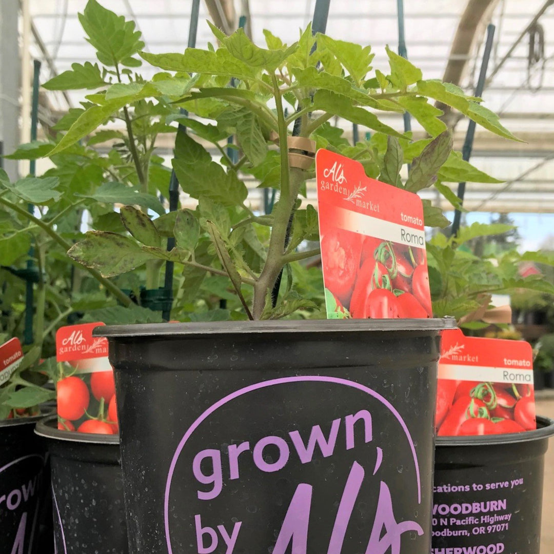 Al's Garden & Home 'Apple Yellow' Tomato (Solanum lycipersicum), 1 Gallon edible fruit annual