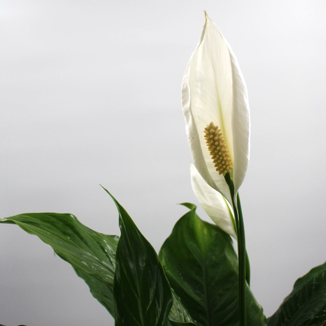 Al's Garden & Home generic Peace Lily (Spathiphyllum), 4 Inch houseplant