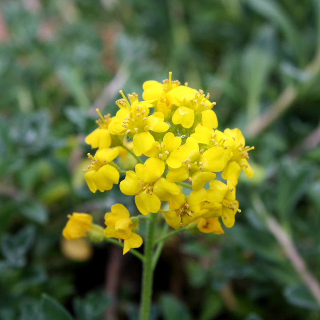 Alyssum 'Golden Spring' perennial with yellow blooms