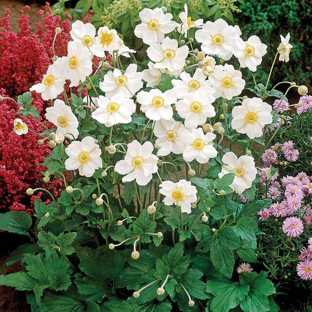 Al's Garden & Home Anemone Honorine Jobert