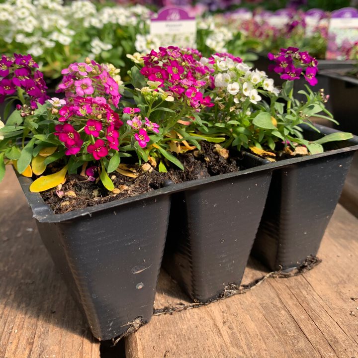 Seed Annuals 3 Pack (Assorted Varieties)