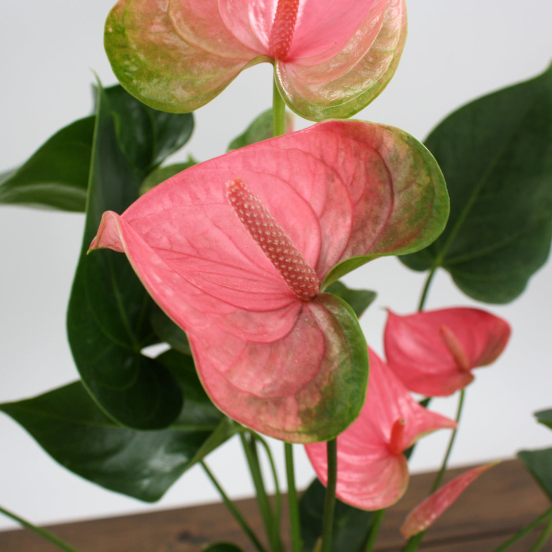 Al's Garden & Home 'Pink Flower' Flamingo Lily (Anthurium andraeanum), 4 Inch houseplant