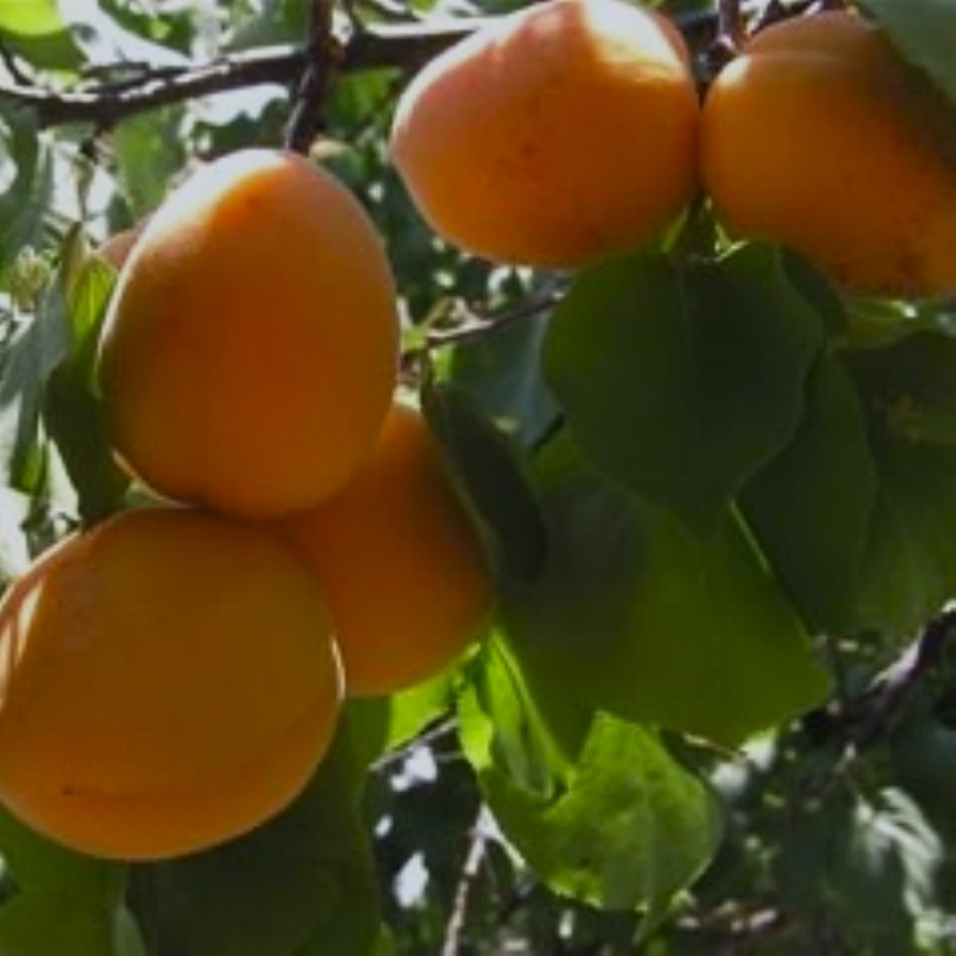 Dwarf Apricot Tree