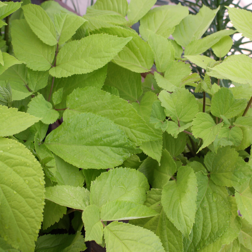 Al's Garden and Home Aralia 'Golden Sun King' perennial with small clusters of white, satellite-like flowers