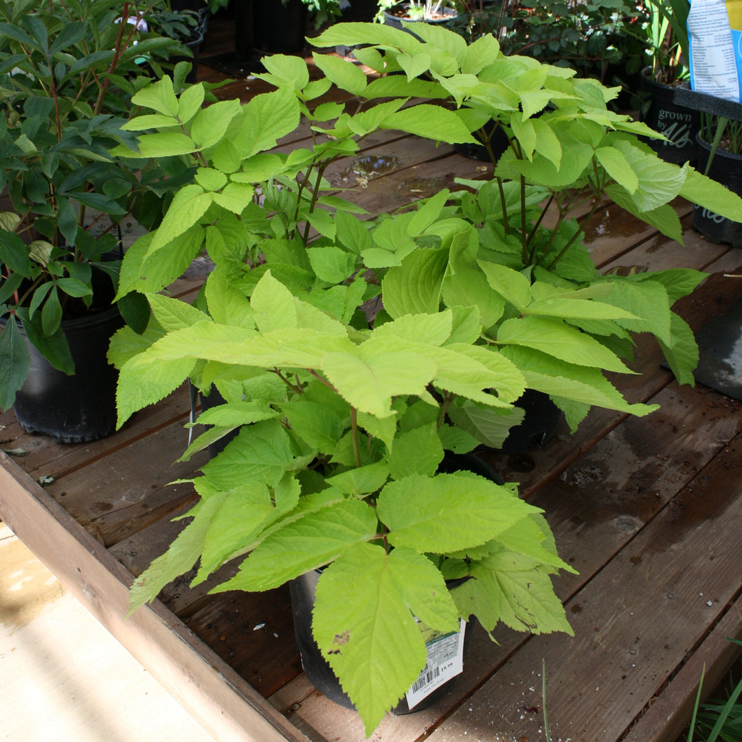 Al's Garden and Home Aralia 'Golden Sun King' perennial with small clusters of white, satellite-like flowers