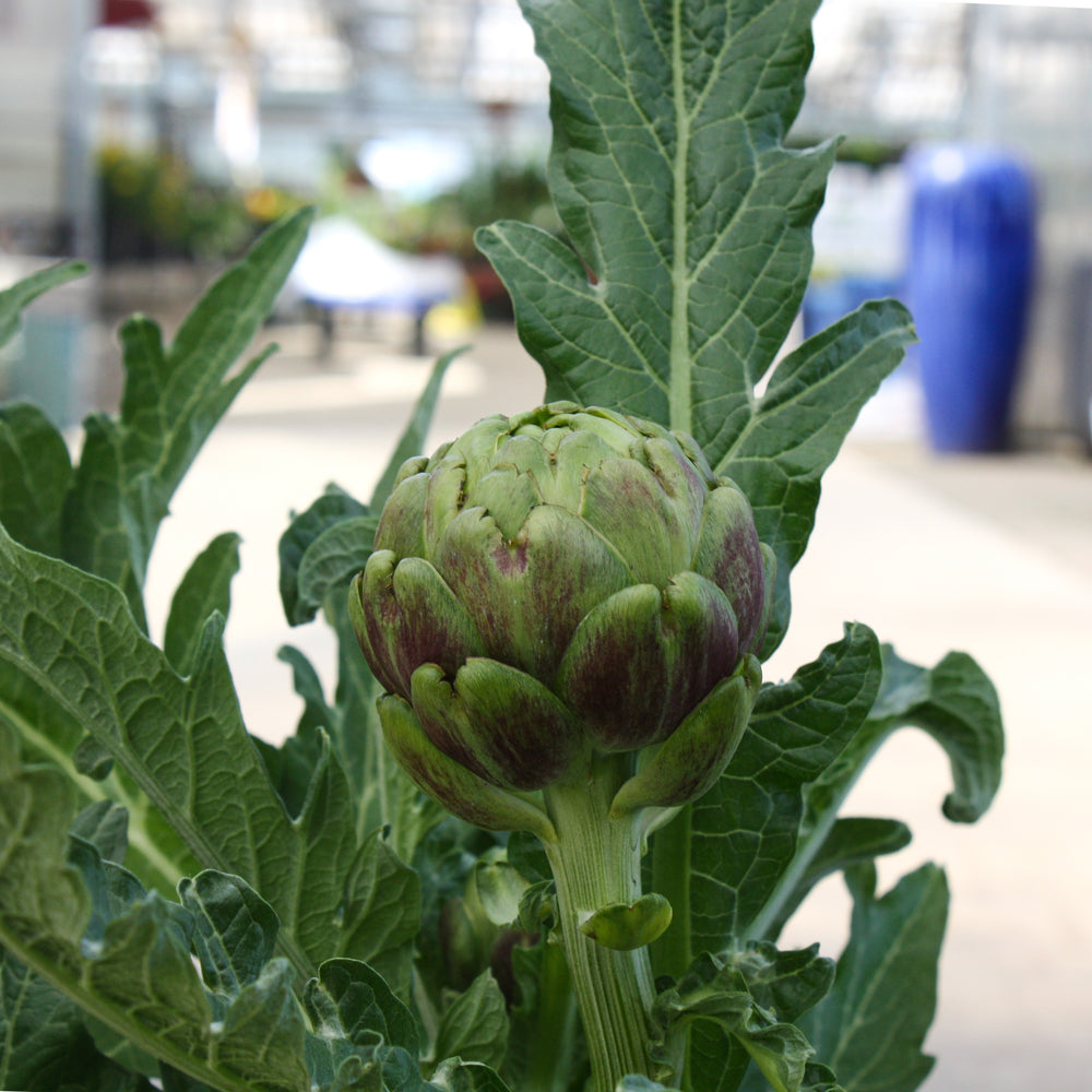 Al's Garden & Home 'Imperial Star' Artichoke (Cynara spp.), 4 Inch edible annual