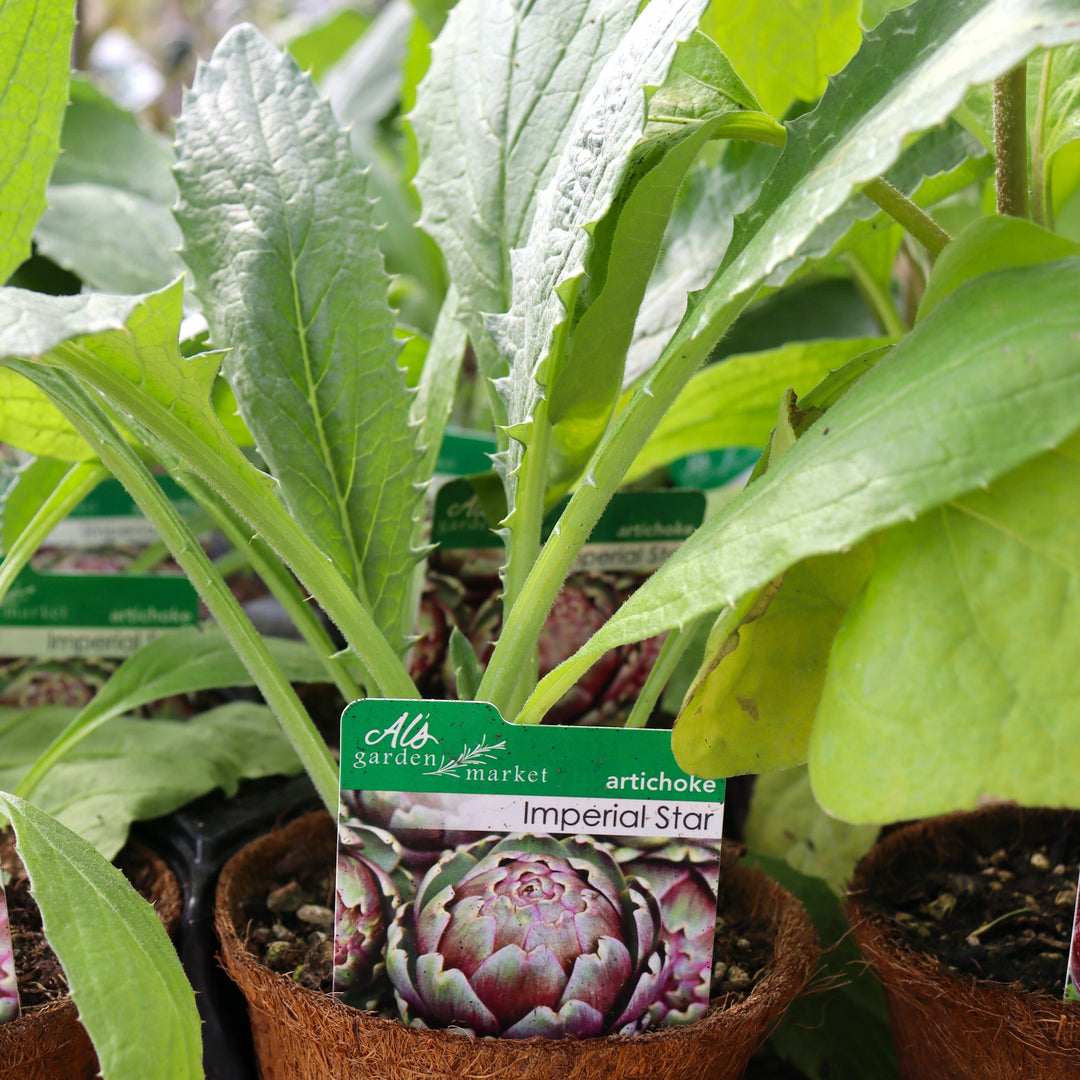 Artichoke