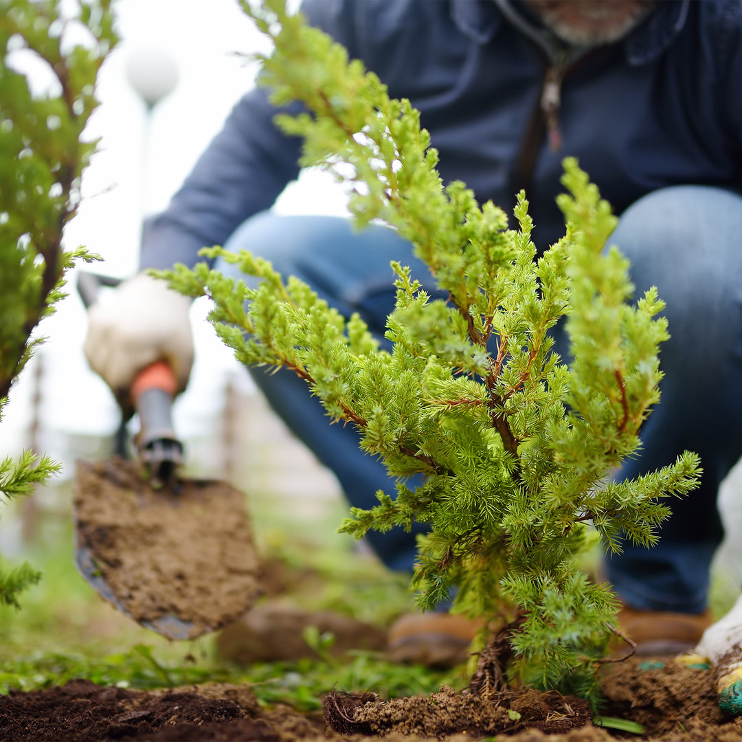 Advantages of Autumn Planting