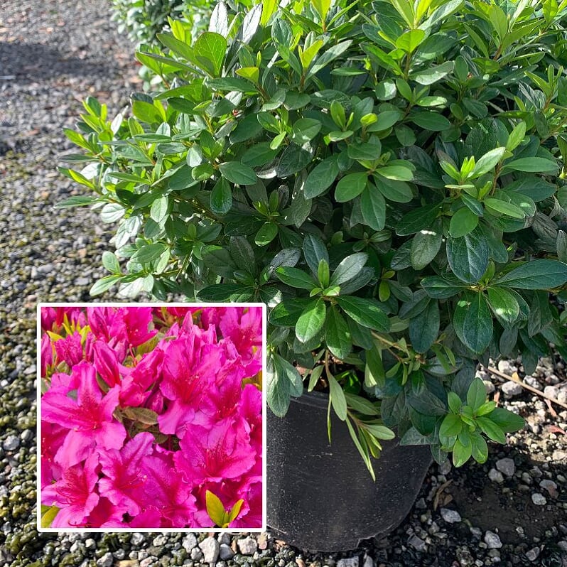 Azalea
