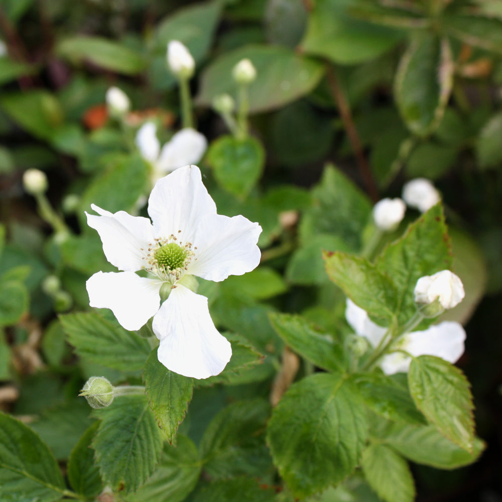 Al's Garden & Home 'Baby Cakes Blackberry Bush' Raspberry (Rubus ideaus), 1 Gallon edible vine