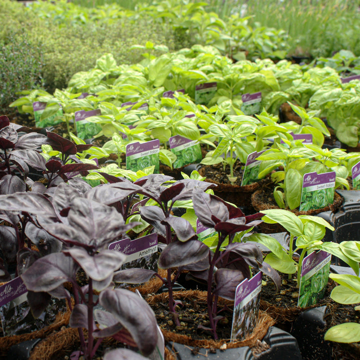 Al's Garden & Home 'Sweet Italian Large Leaf' Basil (Ocimum basilicum), 4 Inch edible herb annual