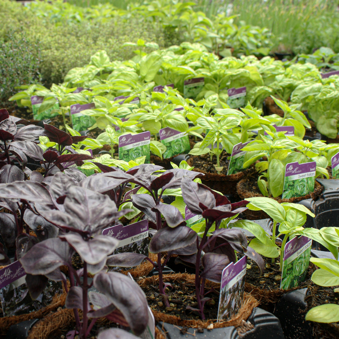 Al's Garden & Home 'Sweet Italian Large Leaf' Basil (Ocimum basilicum), 4 Inch edible herb annual