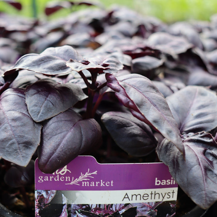 Al's Garden and Home Amethyst Basil