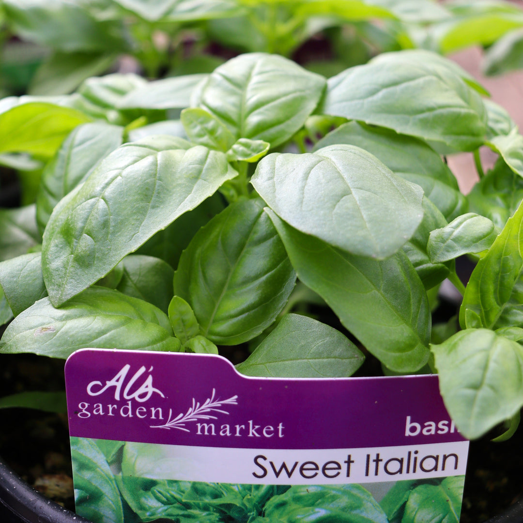 Al's Garden and Home Sweet Italian Basil