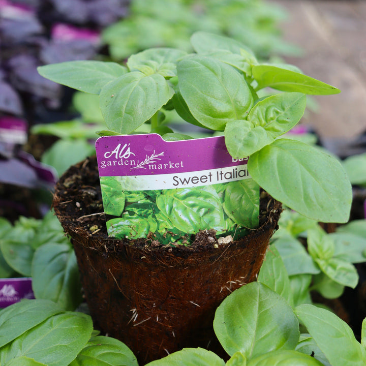 Al's Garden and Home Sweet Italian Basil