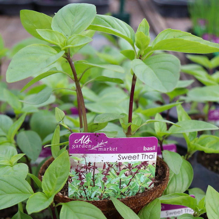 Al's Garden and Home Sweet Thai Basil
