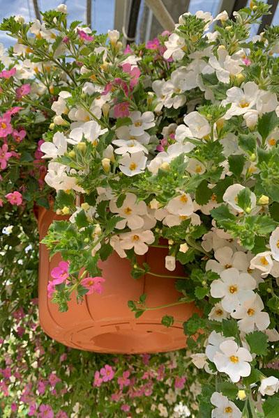 Al's Garden and Home 10 inch sun loving Hanging Basket