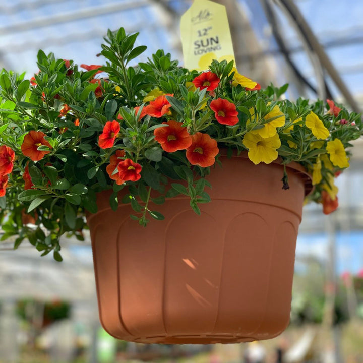 Al's Garden and Home 12 inch sun loving Hanging Basket