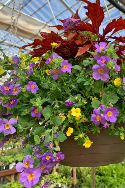 Al's Garden and Home 12 inch shade loving Hanging Basket