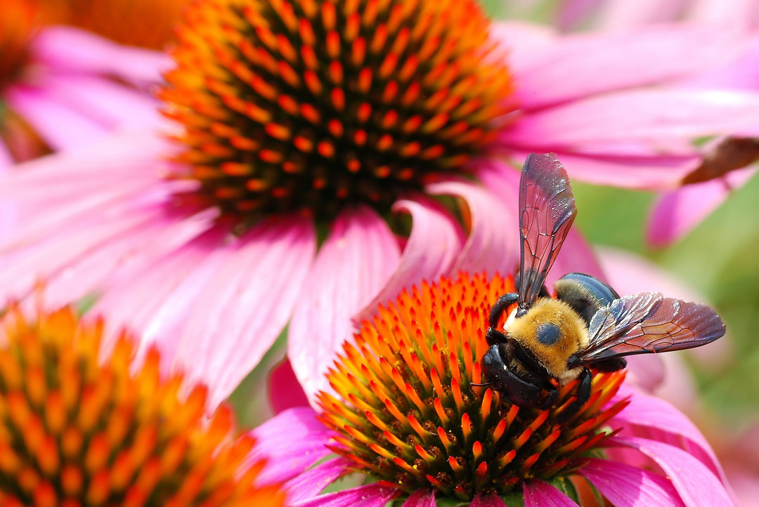 Planting for Pollinators: Creating a Thriving Habitat