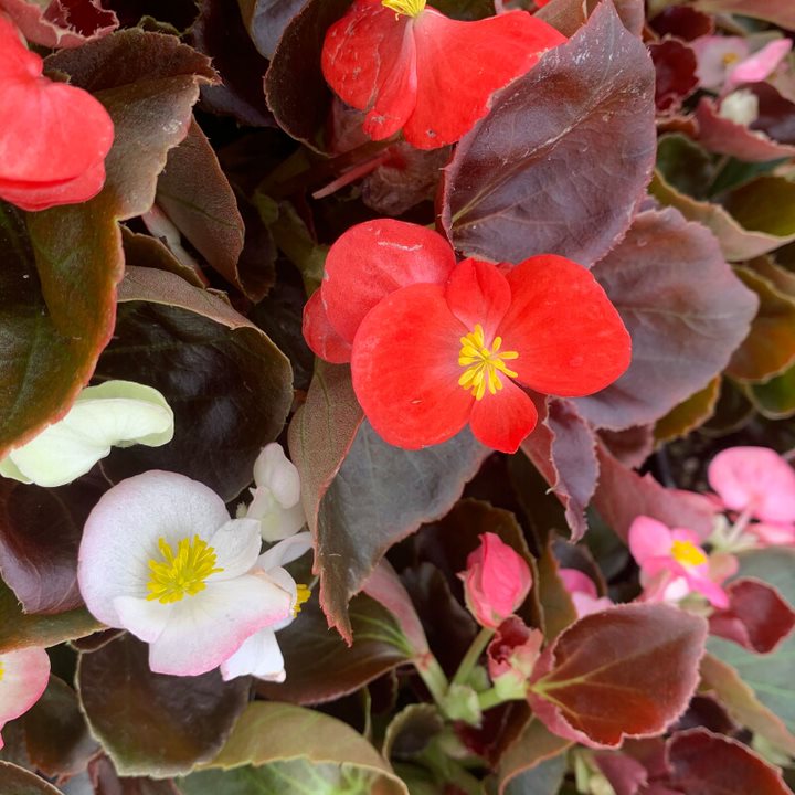 Al's Garden & Home 'Bronze Leaf Mix' Begonia, 1 Quart annual