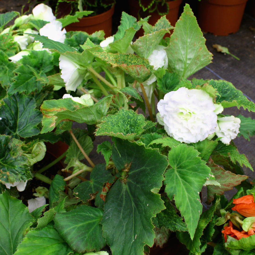 Al's Garden & Home 'Nonstop Mix' Begonia, 6 Inch annual