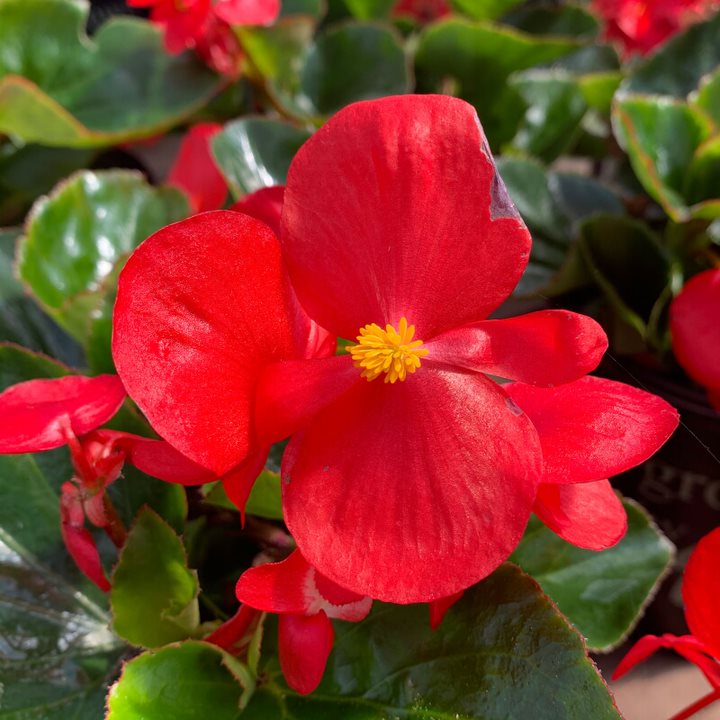 Al's Garden & Home 'Green Leaf Mix' Begonia, 1 Quart annual
