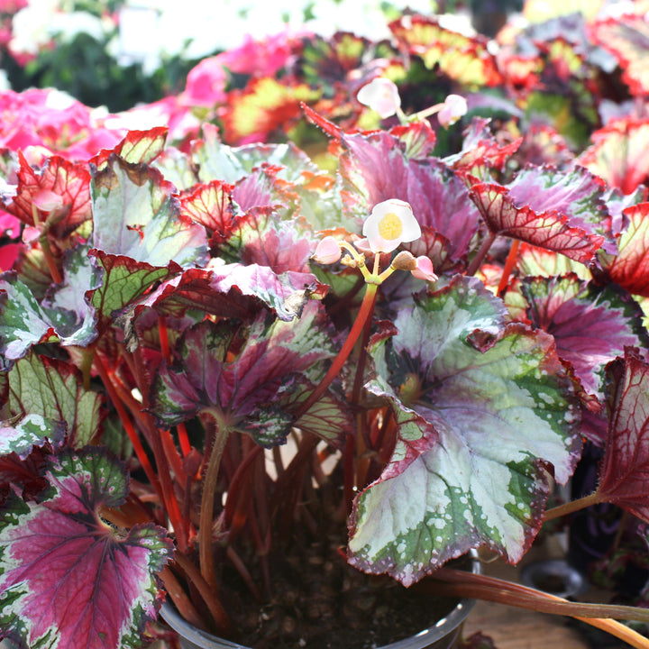 Al's Garden & Home 'Jurassic Silver Swirl' Begonia, 1 Gallon annual