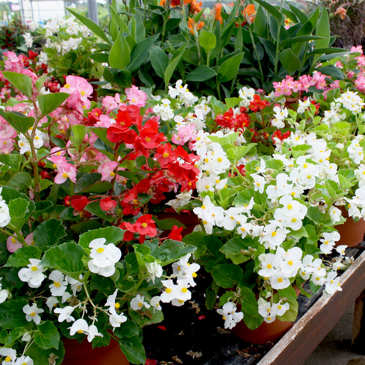 Al's Garden & Home 'Big Mix' Begonia, 6-Pack annual