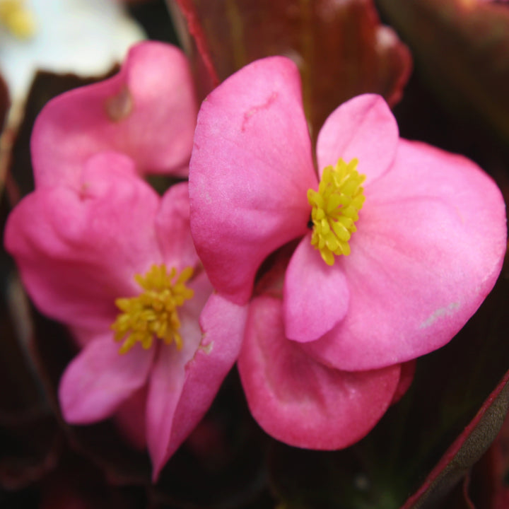 Al's Garden & Home 'Bronze Leaf Pink' Begonia, 1 Quart annual