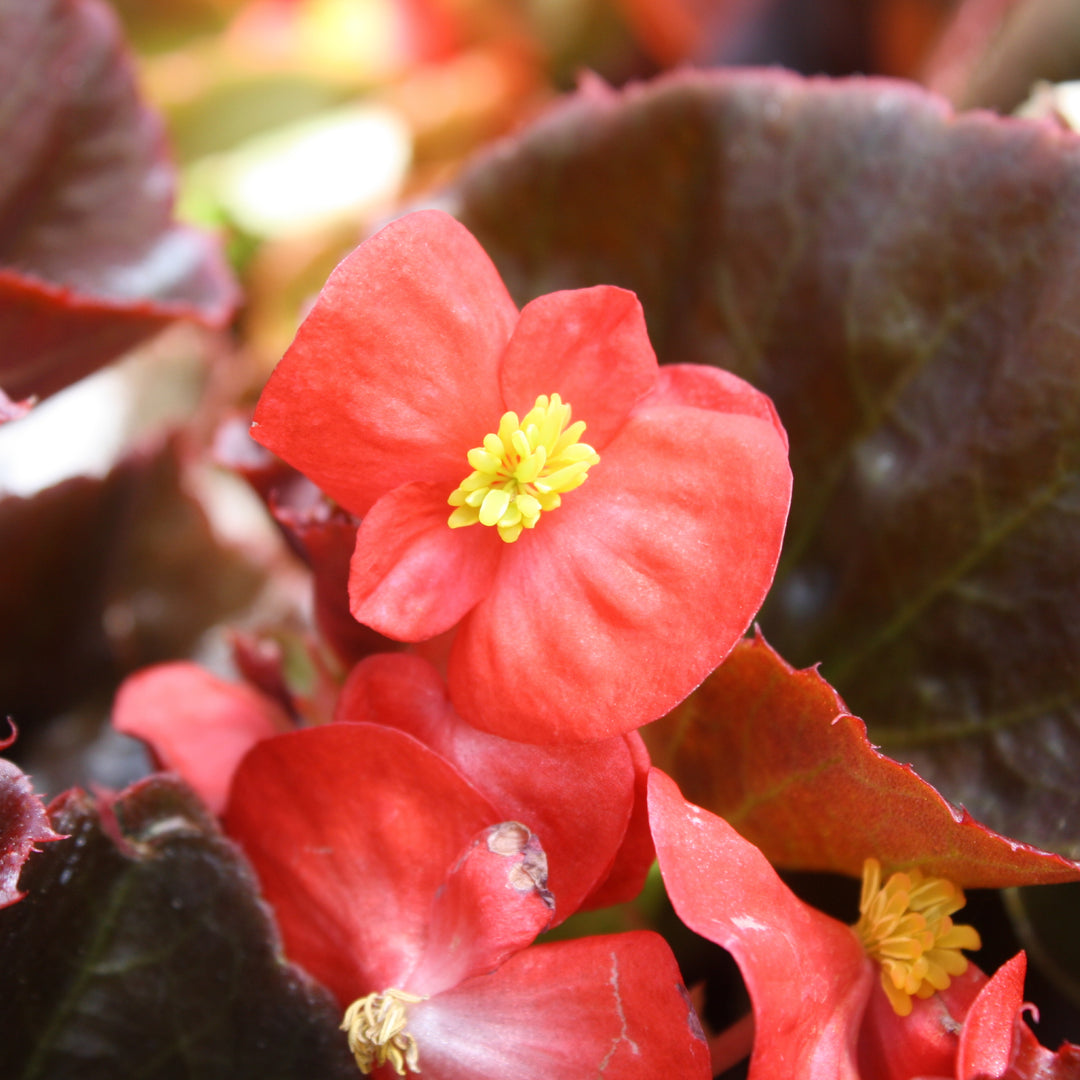 Al's Garden & Home 'Bronze Leaf Scarlet' Begonia, 1 Quart annual
