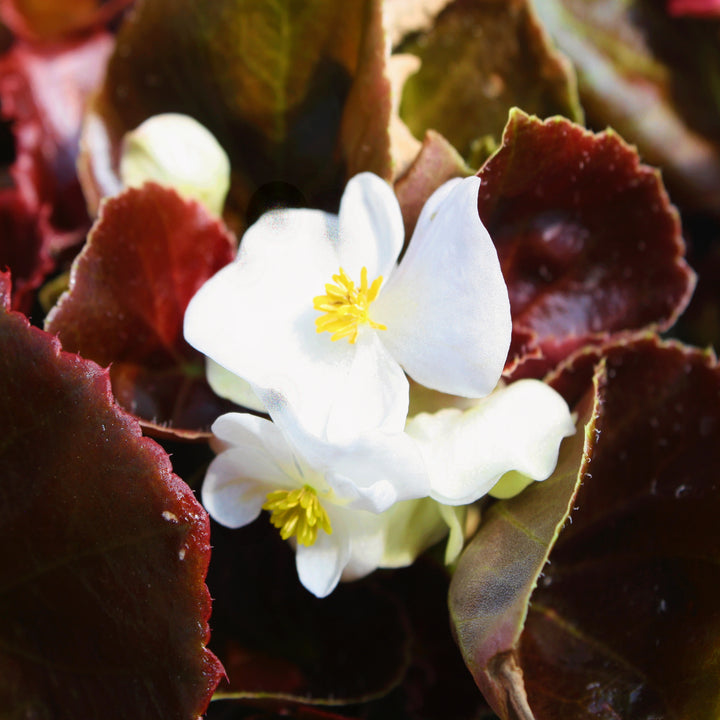 Al's Garden & Home 'Bronze Leaf White' Begonia, 1 Quart annual