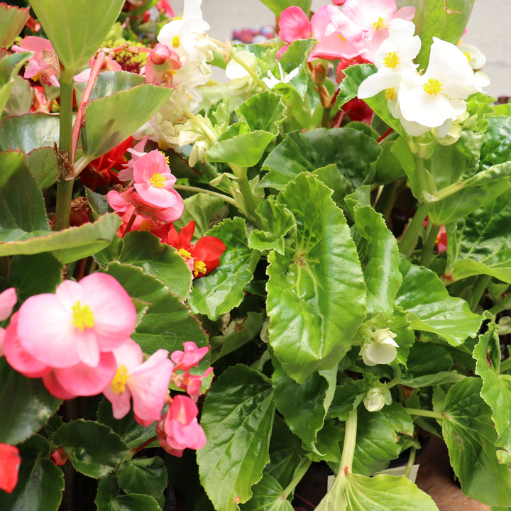 Al's Garden & Home 'Dragon Wing' Begonia, 10 Inch annual