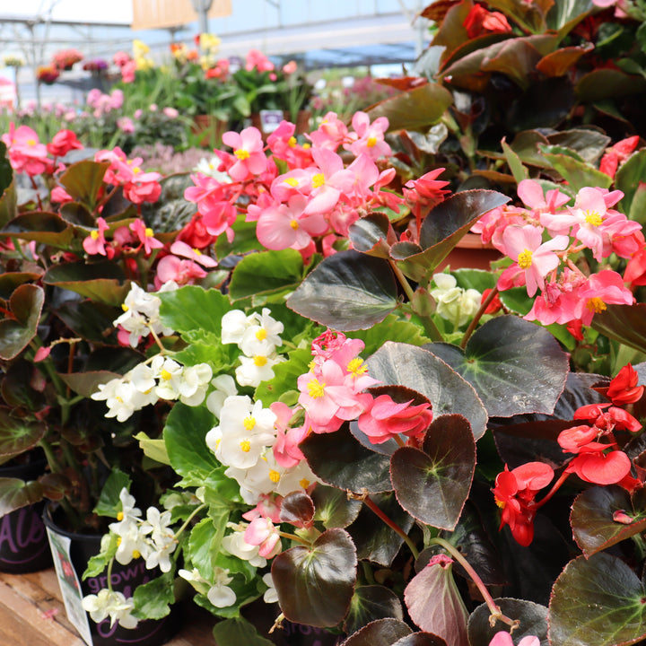 Al's Garden & Home 'Dragon Wing' Begonia, 10 Inch annual