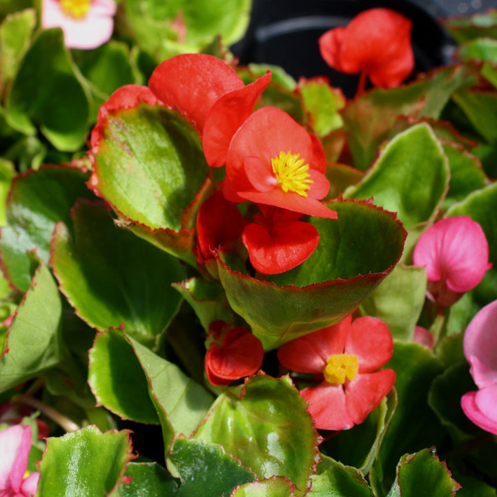 Al's Garden & Home 'Green Leaf Scarlet' Begonia, 1 Quart annual