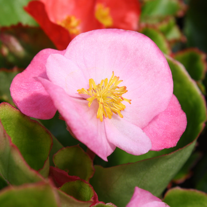 Al's Garden & Home 'Green Leaf Pink' Begonia, 1 Quart annual