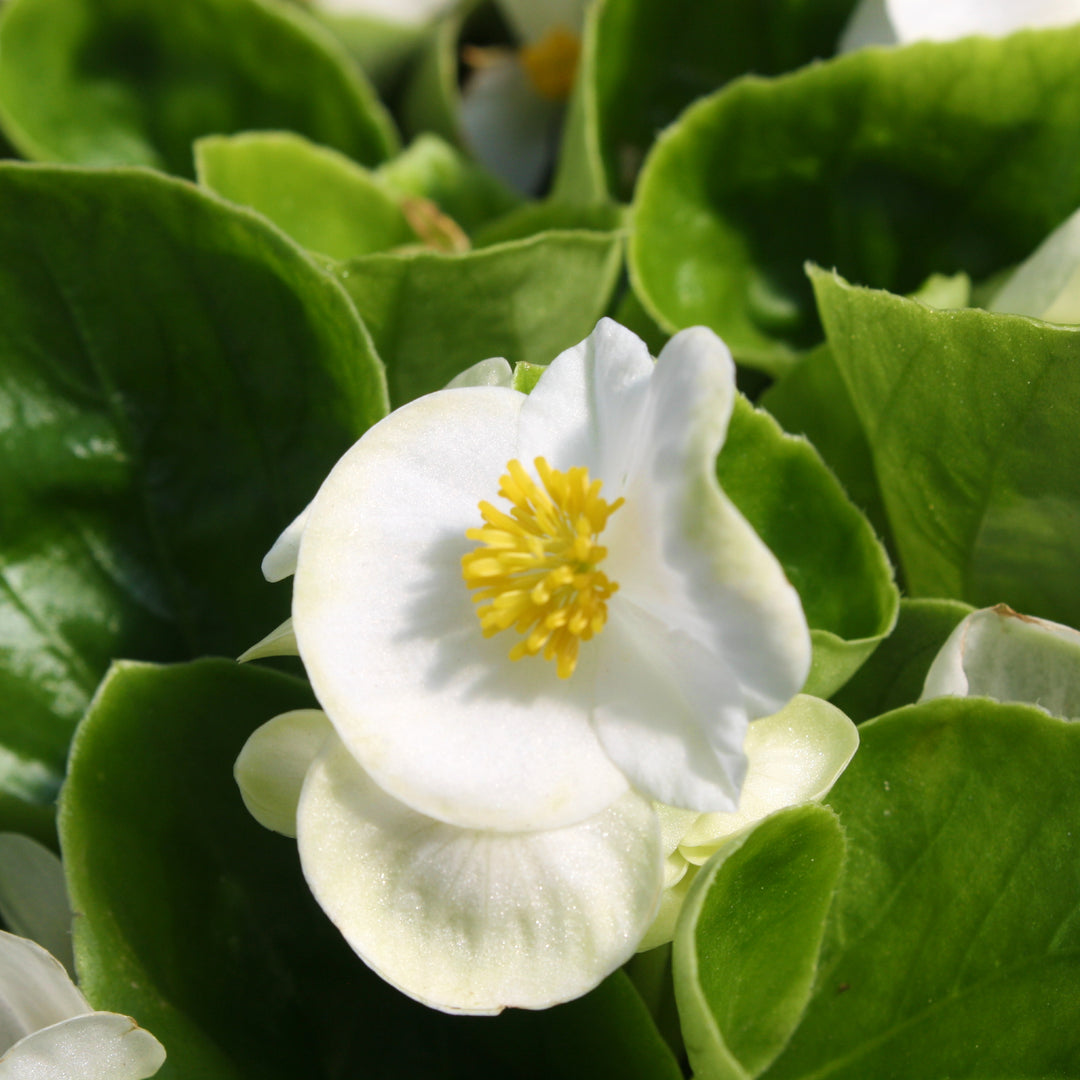 Al's Garden & Home 'Green Leaf White' Begonia, 1 Quart annual