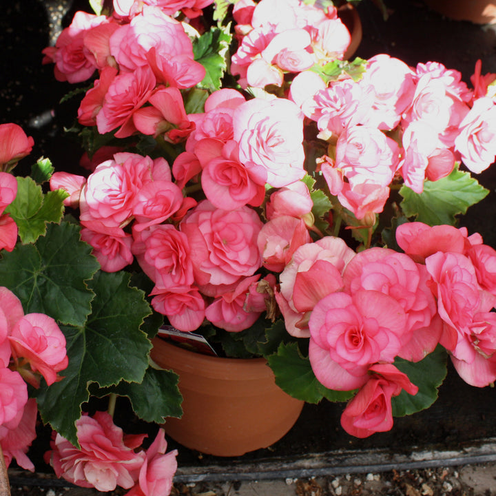 Al's Garden & Home 'Solar Mix' Begonia, 6 Inch annual