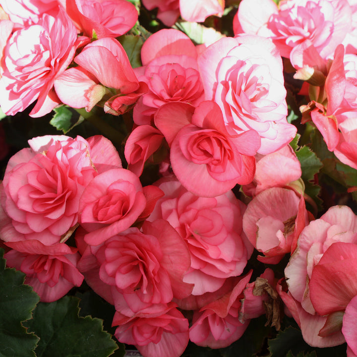 Al's Garden & Home 'Solar Mix' Begonia, 10 Inch annual