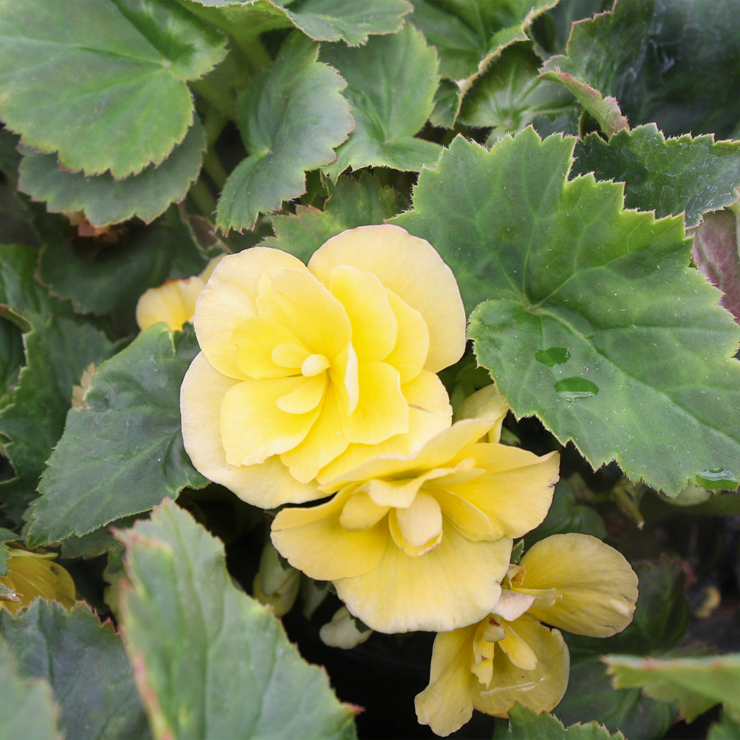 Al's Garden & Home 'Solar Mix' Begonia, 6 Inch annual