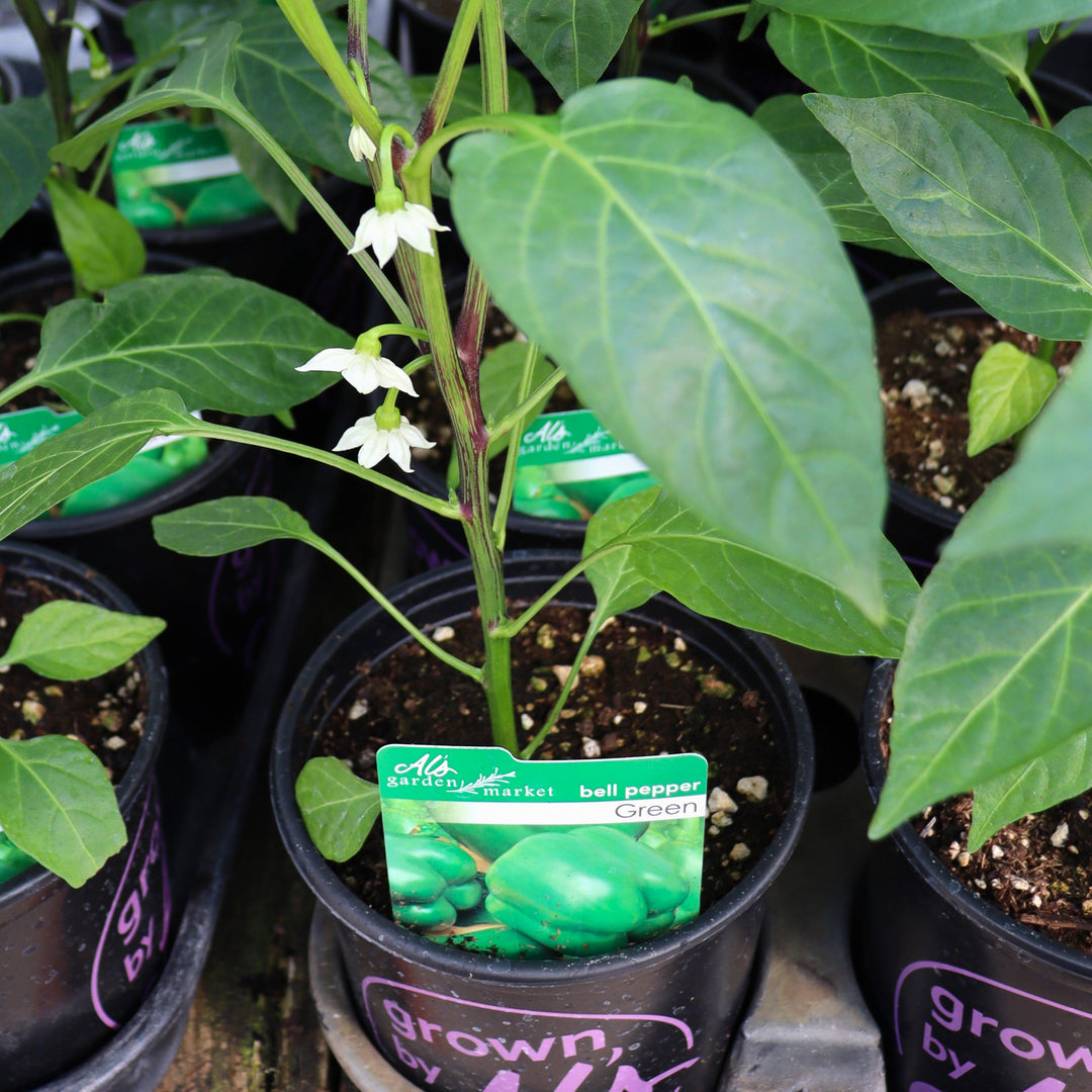 Peppers - 1 Gallon