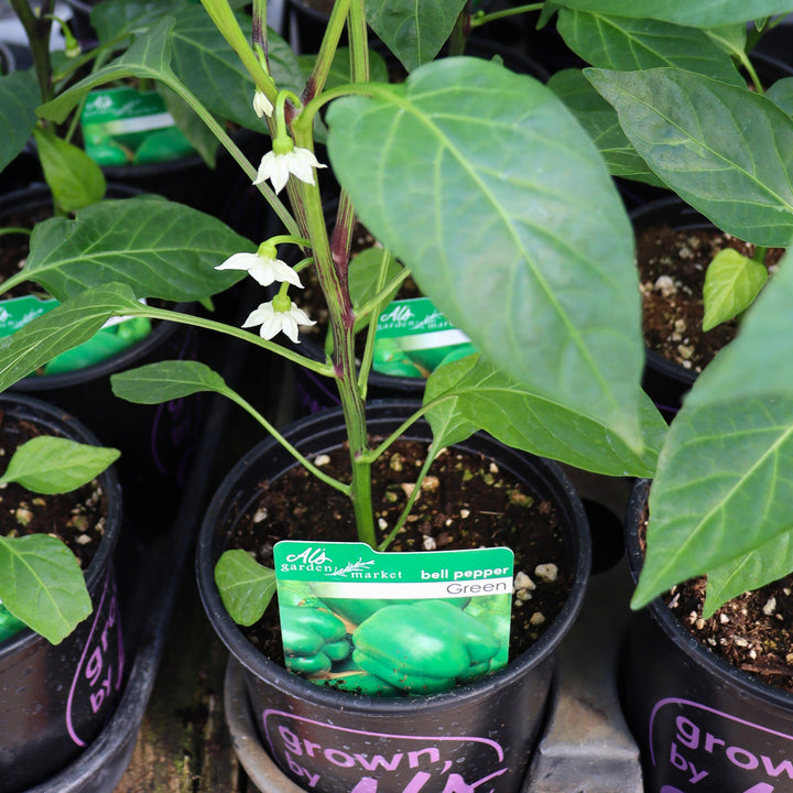 Peppers - 1 Gallon