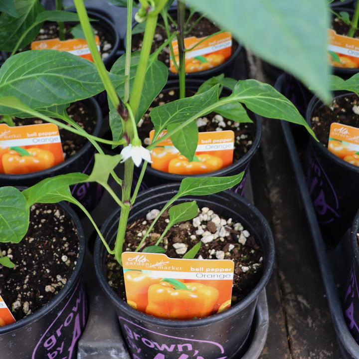 Peppers - 1 Gallon