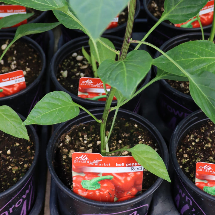 Peppers - 1 Gallon